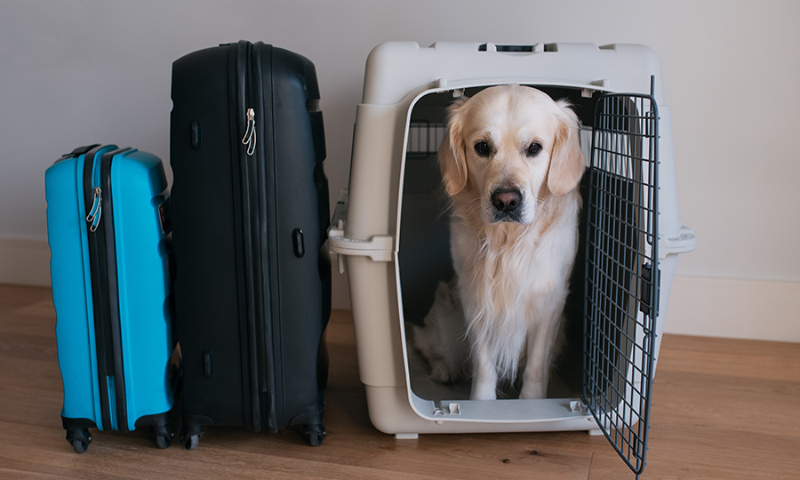 blonde dog in travel crate next to two suitcases