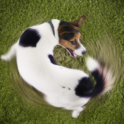 brown black and white dog circling on fake green grass
