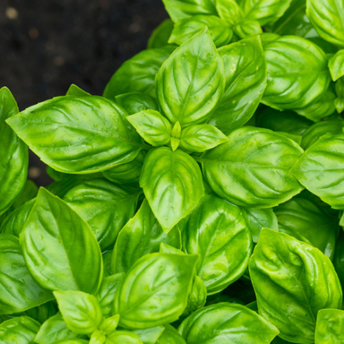 bundle of basil leaves not harvested yet