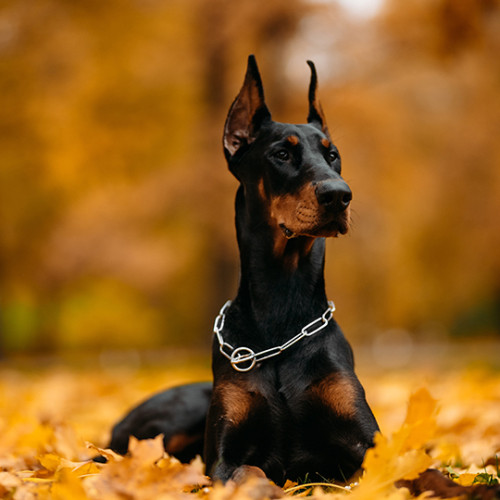 pinscher laying in pile of dead leaves in park with metal collar