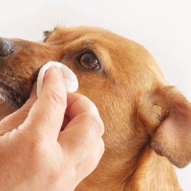 brown dog tears being wiped with cotton pad