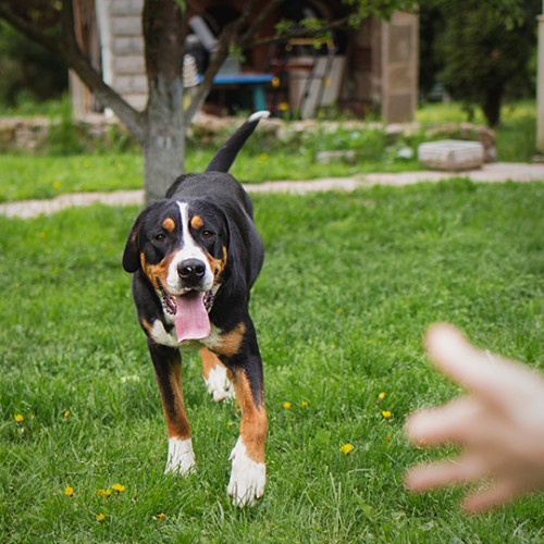 dog running on green lawn towards person off camera