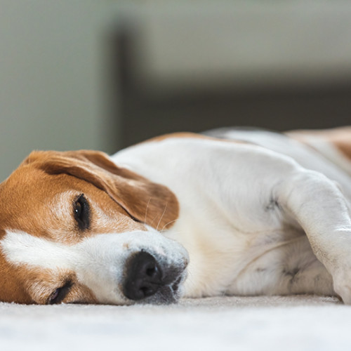 brown and white dog laying on its side on carpet floor