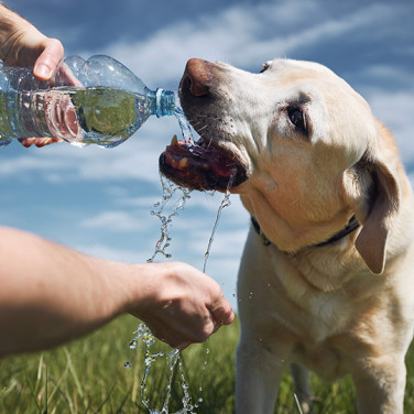 man pouring fresh water from bottle into dogs mouth in a field