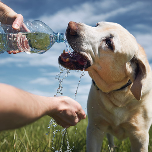 man pouring fresh water from bottle into dogs mouth in a field