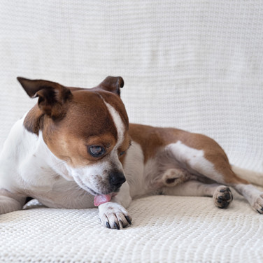 brown and white dog licking its paws on white blanket