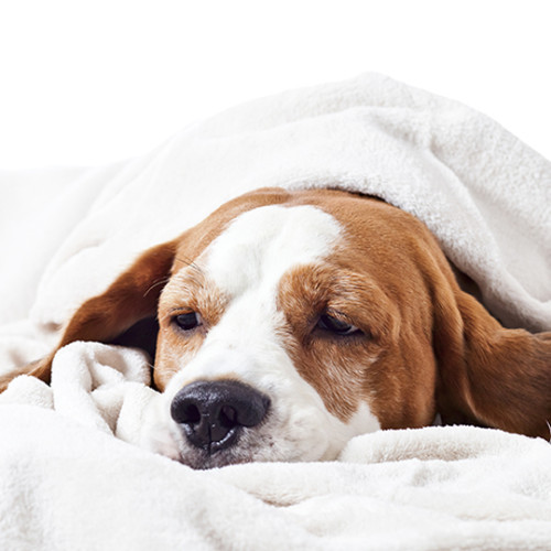 brown and white dog looking lethargic under a fuzzy off white blanket