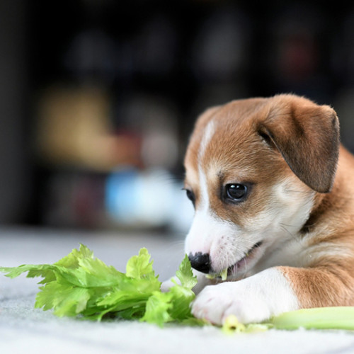 brown and white dog holding down celery stick on carpet