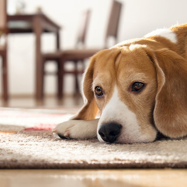 brown and white dog resting head on carpet in brightly lit room