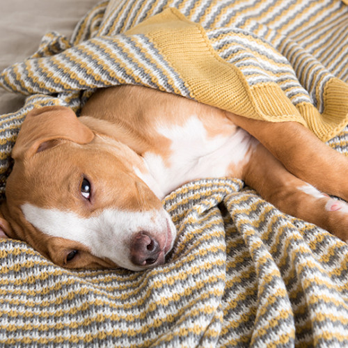 brown and white dog laying on side in multicolored blanket