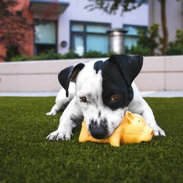 black and white dog with toy in backyard
