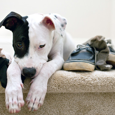 black and white dog resting on carpet stairs with various items around him