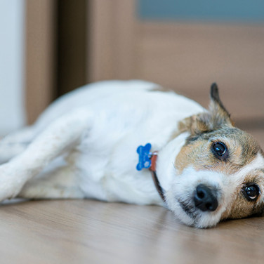 white and brown dog laying on its side on wooden floor