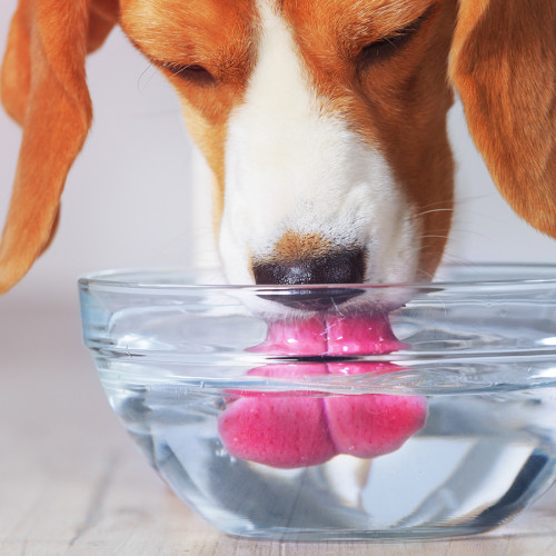Thirsty dog drinking from a glass water bowl
