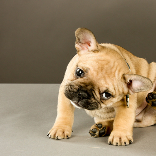 brown french bulldog scratching its ear