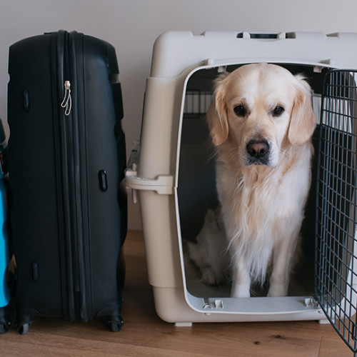 blonde dog in travel crate next to two suitcases