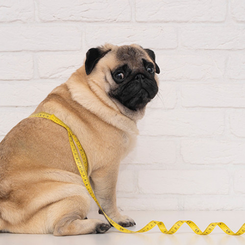 pudgy brown and black dog with tape measure wrapped around its stomach