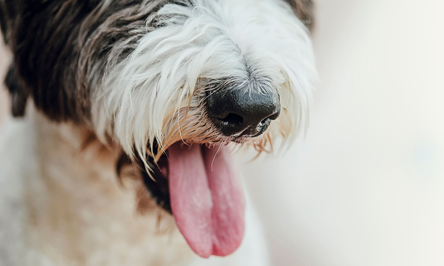 close up of black and white dog having breathing difficulties