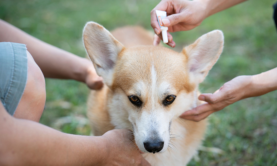corgi dog held by man while woman applies tick preventive medication