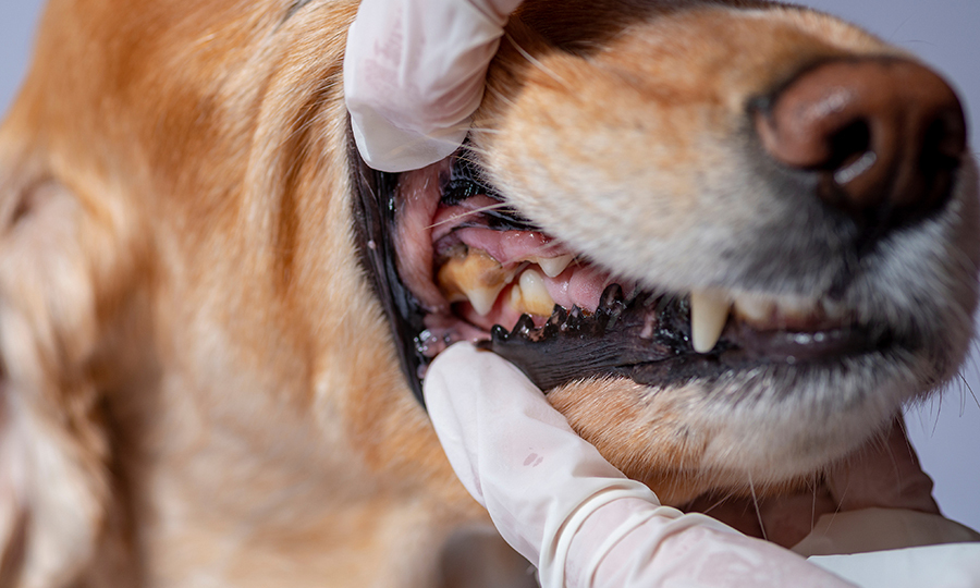 close up of veterinarian examining the gums of brown dog
