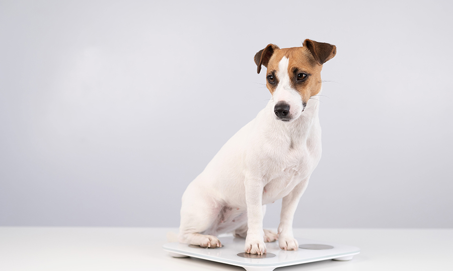 brown and white dog sitting on digital scale