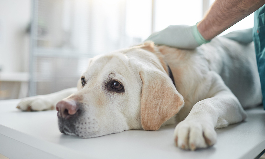 white dog laying on veterinarian table examined by veterinarian