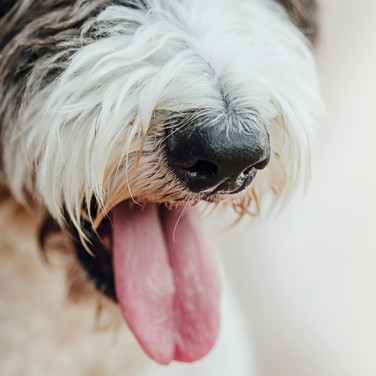 close up of black and white dog having breathing difficulties