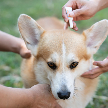 corgi dog held by man while woman applies tick preventive medication
