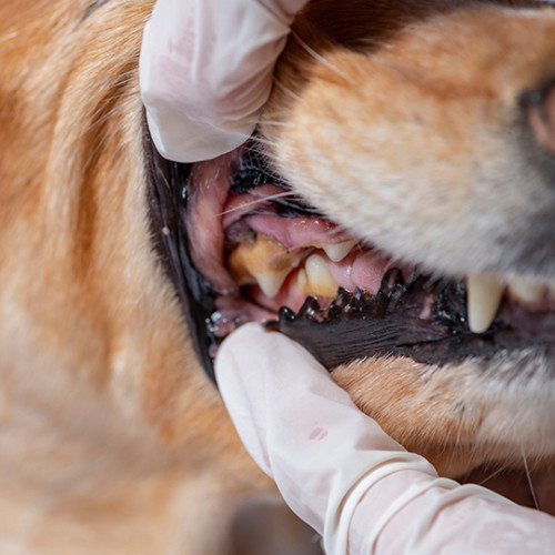 close up of veterinarian examining the gums of brown dog