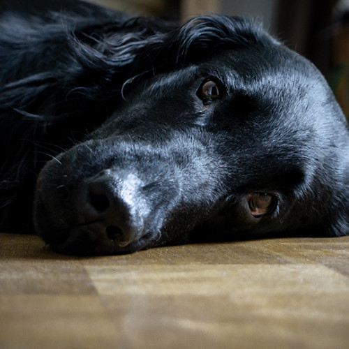 black dog laying on wooden floor