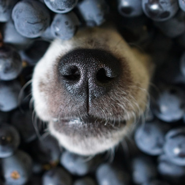 dog nose poking through a pile of blueberries