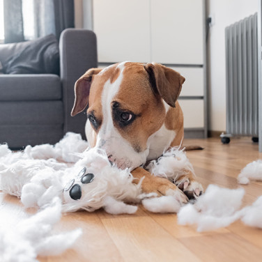 wads of cotton filling scattered all around brown and white dog