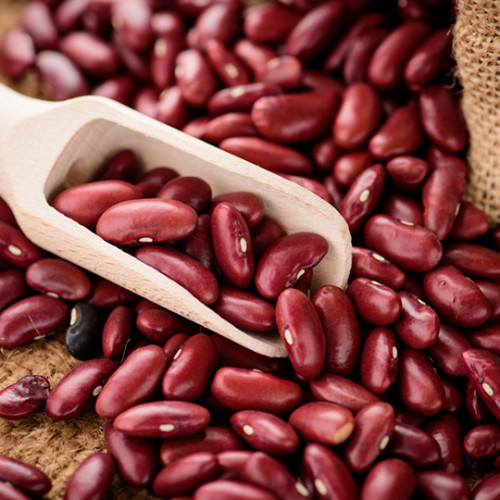 wooden scooper full of red kidney beans set on top of a pile of beans