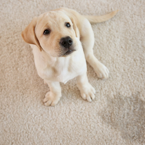 blonde puppy next to soiled carpet