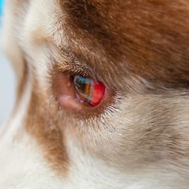 Eye-bleeding-in-dogs-buddydoc