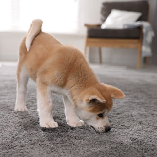 light brown puppy sniffing grey carpet in living room