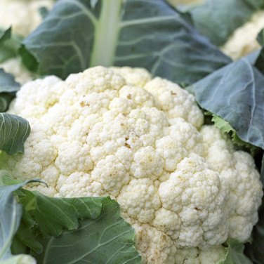 close up of unharvested cauliflower on the ground