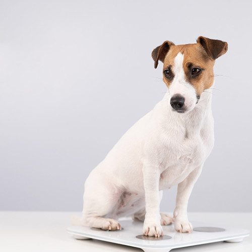 brown and white dog sitting on digital scale