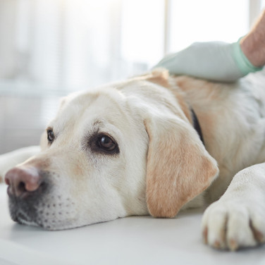 white dog laying on veterinarian table examined by veterinarian