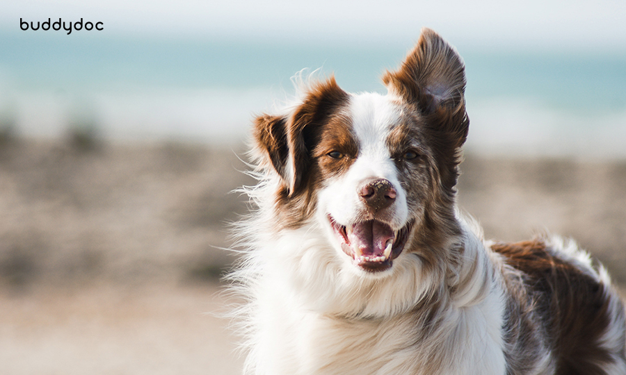 happy brown and white dog outdoors with one ear up and one ear down