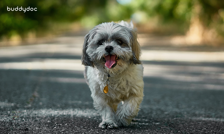 puppy with tongue out walking towards camera on sidewalk