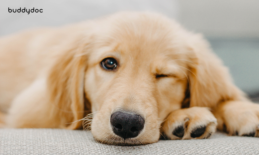 golden retriever resting face on couch arm rest