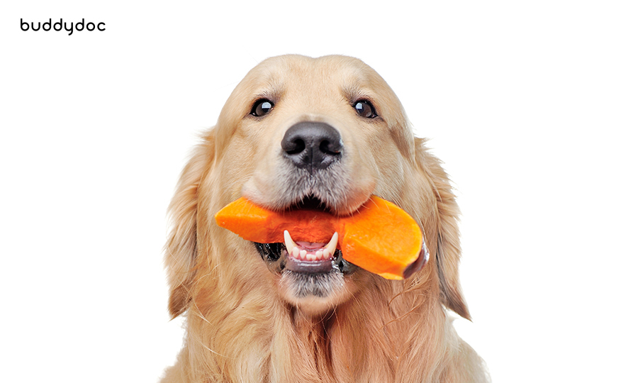 orange-stool-in-dogs-buddydoc