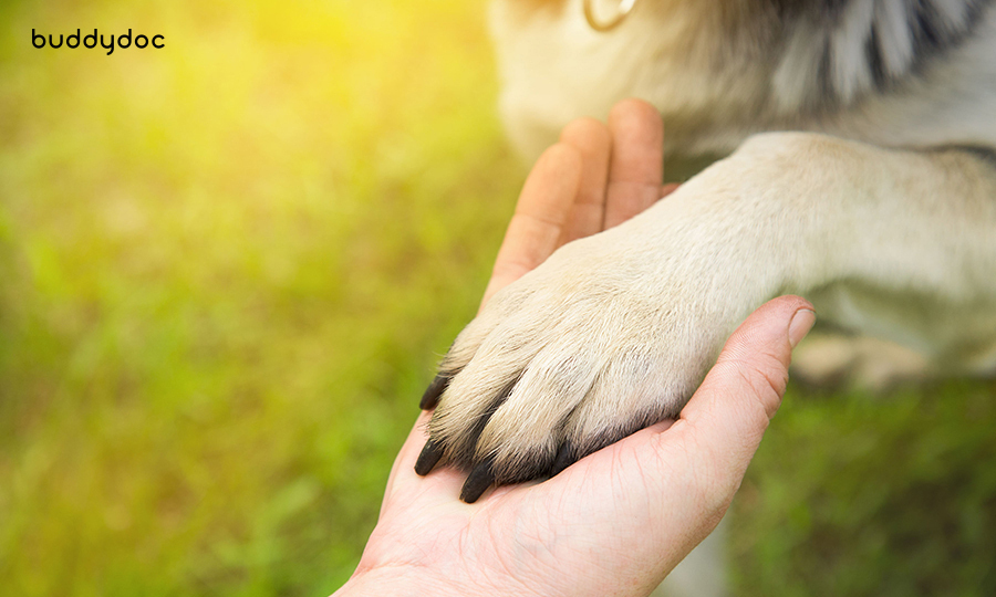 dog paw placed on owners hands outdoors