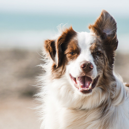 happy brown and white dog outdoors with one ear up and one ear down