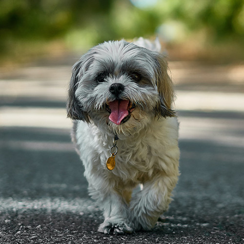 puppy with tongue out walking towards camera on sidewalk