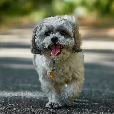 shih tzu walking on pavement with tongue out