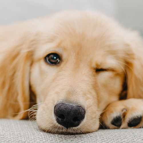 golden retriever resting face on couch arm rest