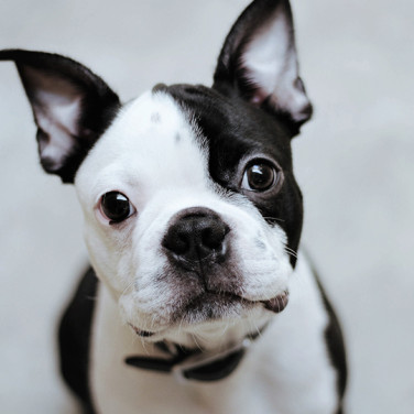 black and white dog looking up and tilting its head