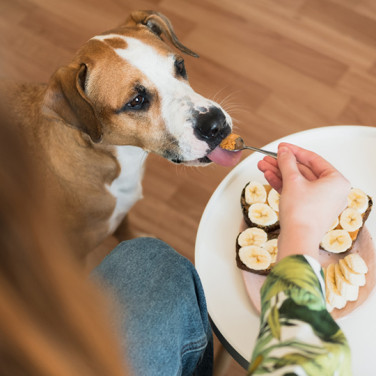 woman feeding her dog peanut butter off metal spoon